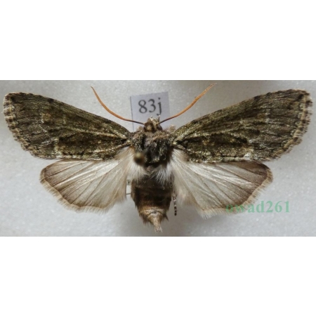 Polyploca ridens (Fabricius, 1787) Przestrożnica śmieszka Slovakia83j
